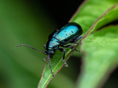 Altica cyanea