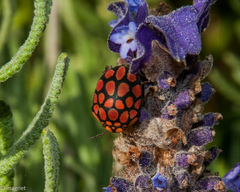 Steganocerus multipunctatus
