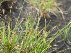 Divisae