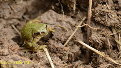 Hyla flaviventris
