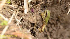 Hyla flaviventris
