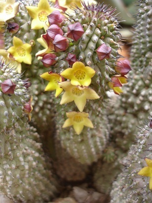 Hoodia pilifera ssp. pillansii