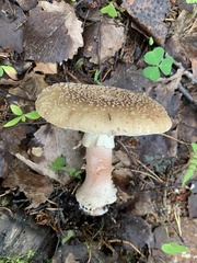 Amanita rubescens