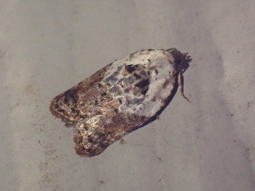 Garden Rose Tortrix photo 5