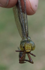 Gynacantha usambarica
