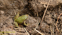 Hyla flaviventris