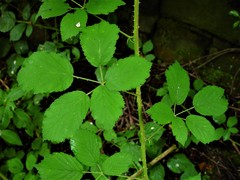 Rubus bartonii