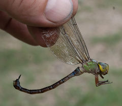 Gynacantha usambarica