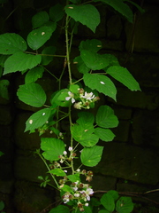 Rubus bartonii