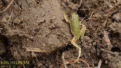 Hyla flaviventris