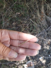 Achnatherum bromoides