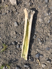 Odocoileus hemionus sitkensis