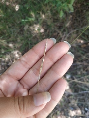 Achnatherum bromoides