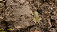 Hyla flaviventris