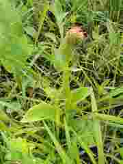 Satyrium longicauda longicauda