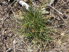 Carex ericetorum