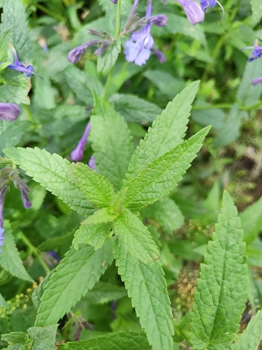 Siberian Catmint