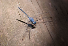 Trithemis aconita