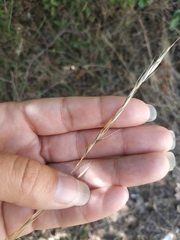 Achnatherum bromoides