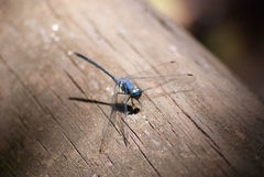 Trithemis aconita