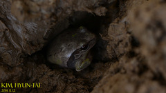 Hyla suweonensis