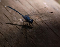 Trithemis aconita
