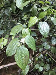 Piper capense capense