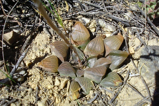 Uniondale Haworthia
