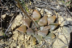 Haworthia bayeri