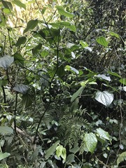 Piper capense capense