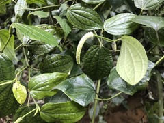 Piper capense capense