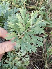 Artemisia sieversiana