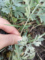 Artemisia sieversiana