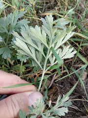 Artemisia sieversiana