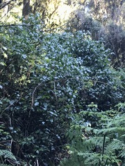 Piper capense capense