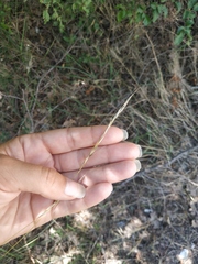 Achnatherum bromoides