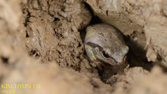 Hyla suweonensis