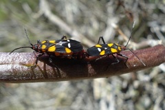 Oncopeltus famelicus