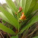 Rhynchosia angulosa - Photo (c) Lize von Staden, μερικά δικαιώματα διατηρούνται (CC BY-NC), uploaded by Lize von Staden