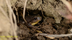 Hyla suweonensis