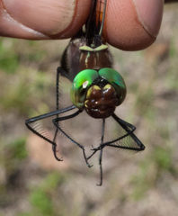 Phyllomacromia contumax