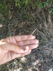 Achnatherum bromoides