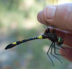 Phyllomacromia contumax