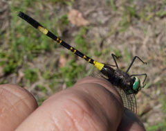 Phyllomacromia contumax