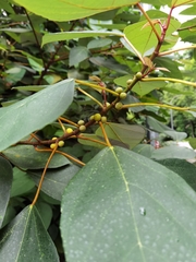 Ficus grossularioides