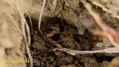 Hyla suweonensis