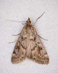 Achyra affinitalis