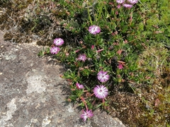 Lampranthus aduncus