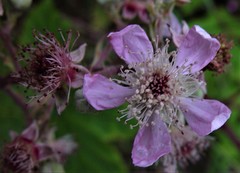 Rubus questieri