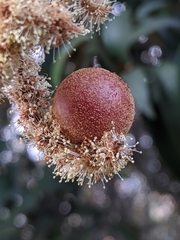 Dryocosmus castanopsidis
